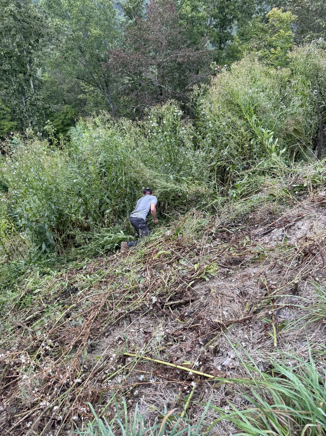 Worker cutting through dense brush on a steep Appalachian hillside