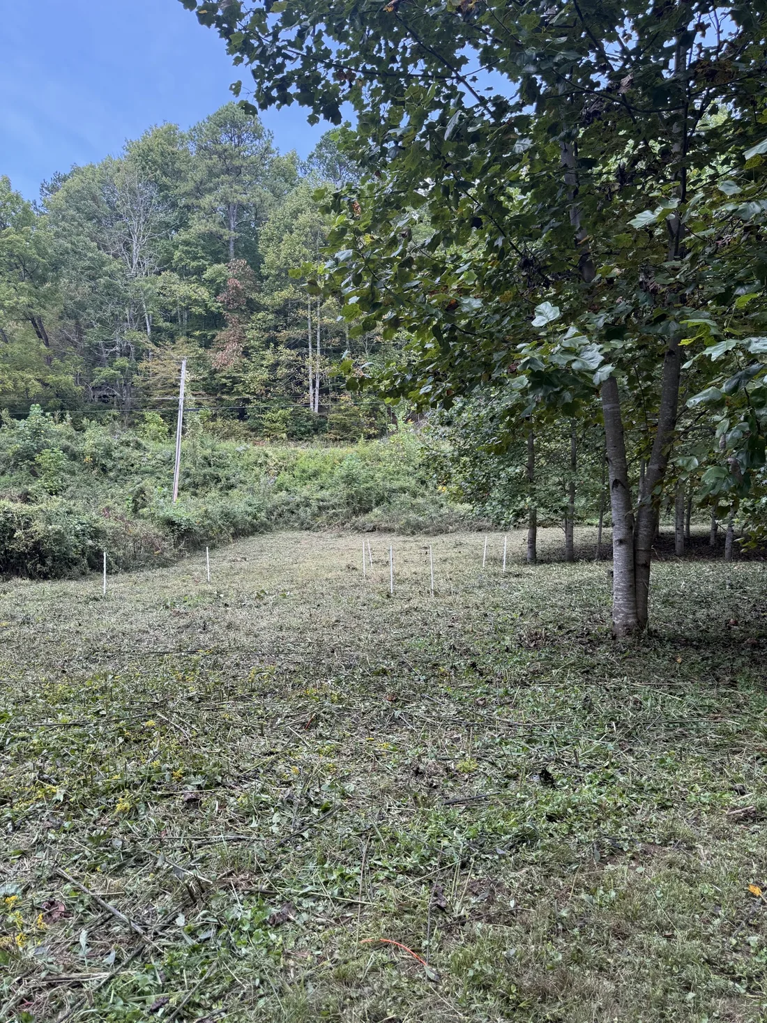 Open grounds after brush and undergrowth were cleared