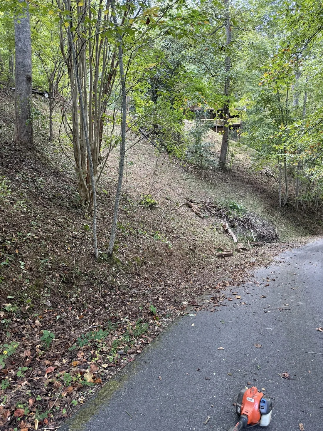 Cleared wooded hillside beside a paved drive